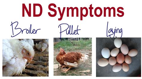 newcastle disease symptoms in chickens